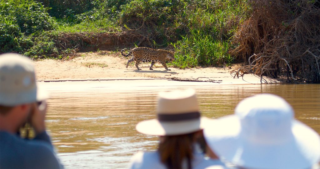 travelers photograph and spot jaguars in the brazlian pantanal amazon rainforest