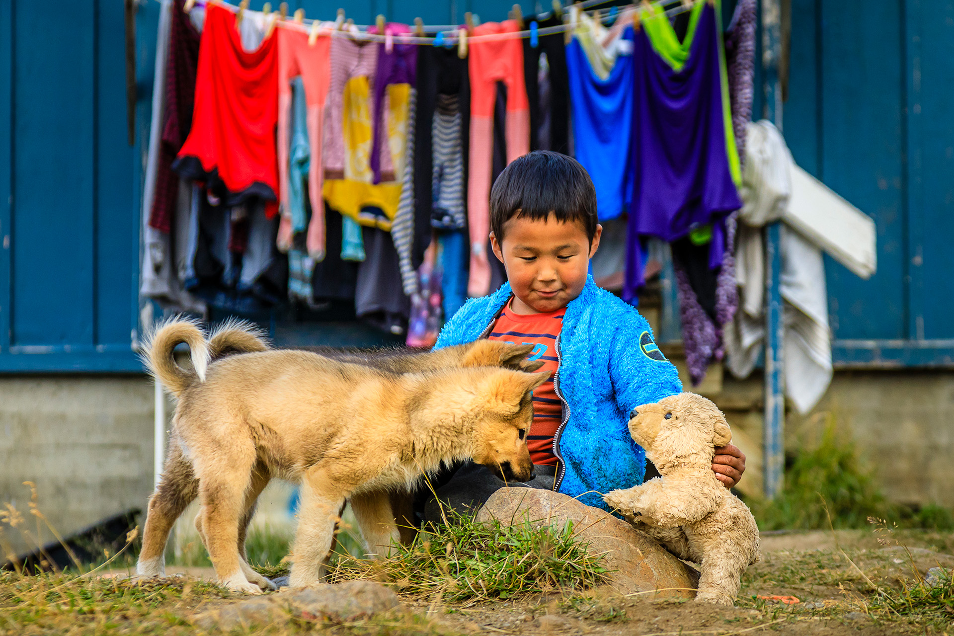 husky greenland dogs arctic